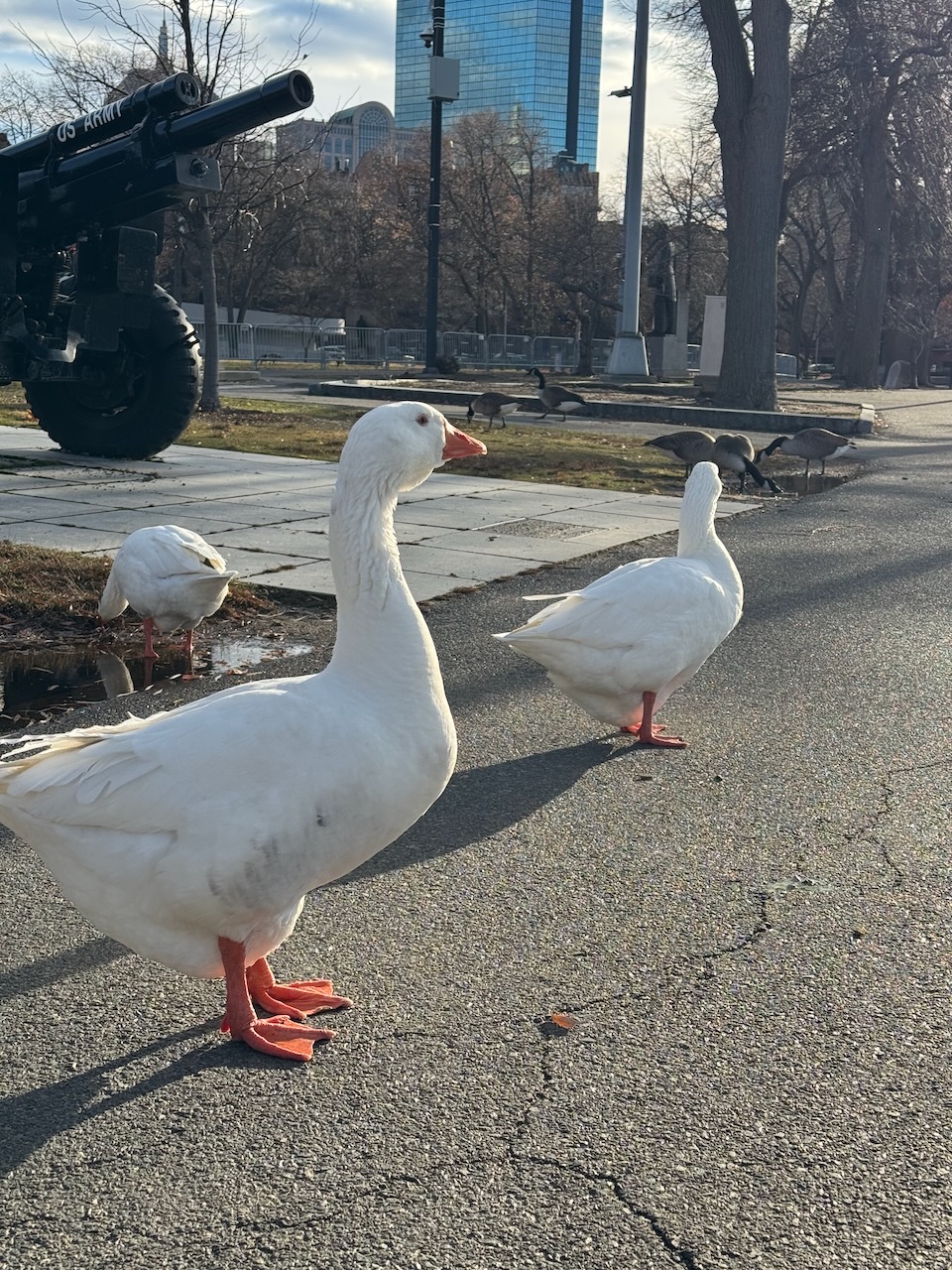 Friendly Geese