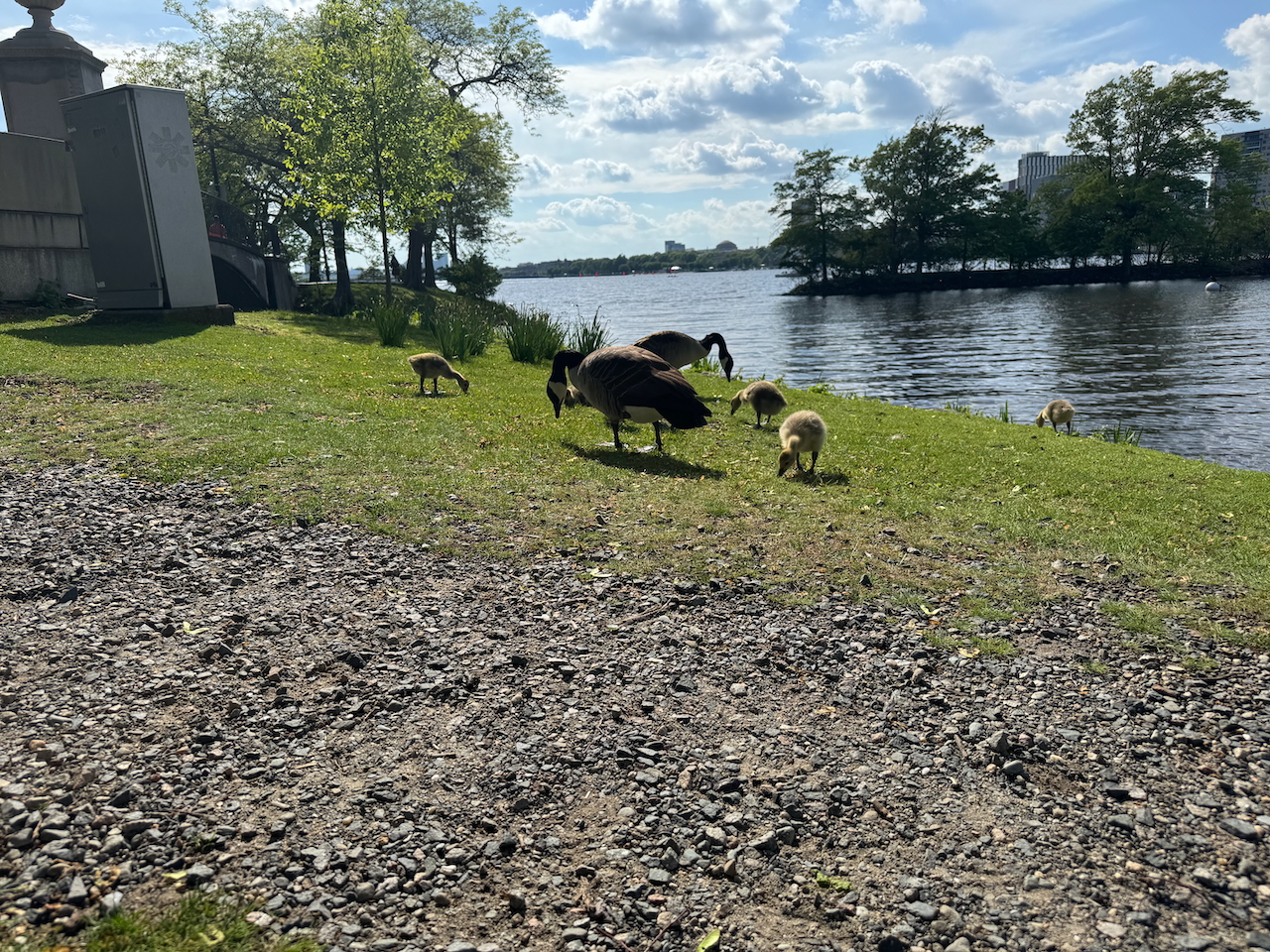 Some more friendly Geese