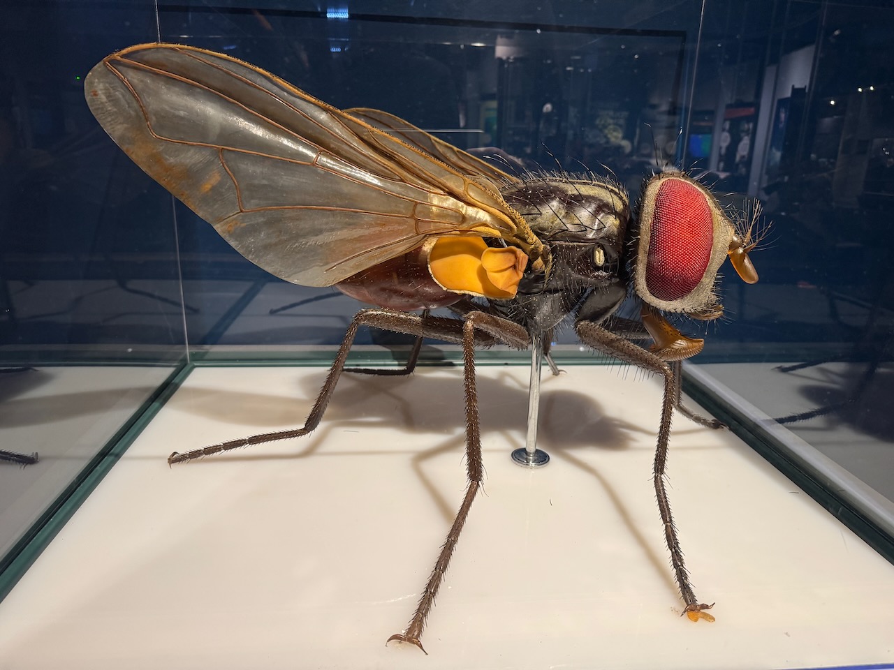 Huge Fly