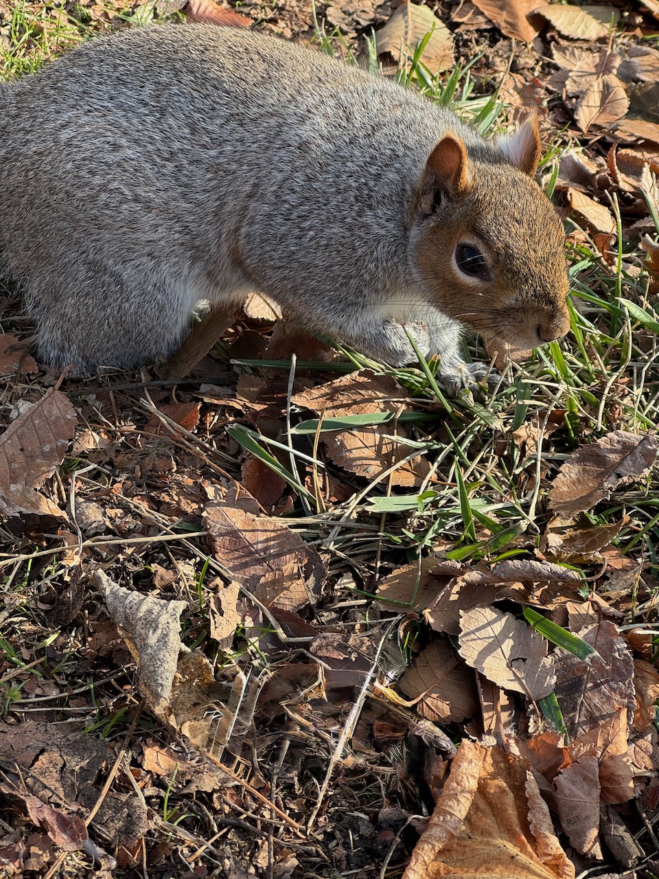 Friendly Squirrel at the Park