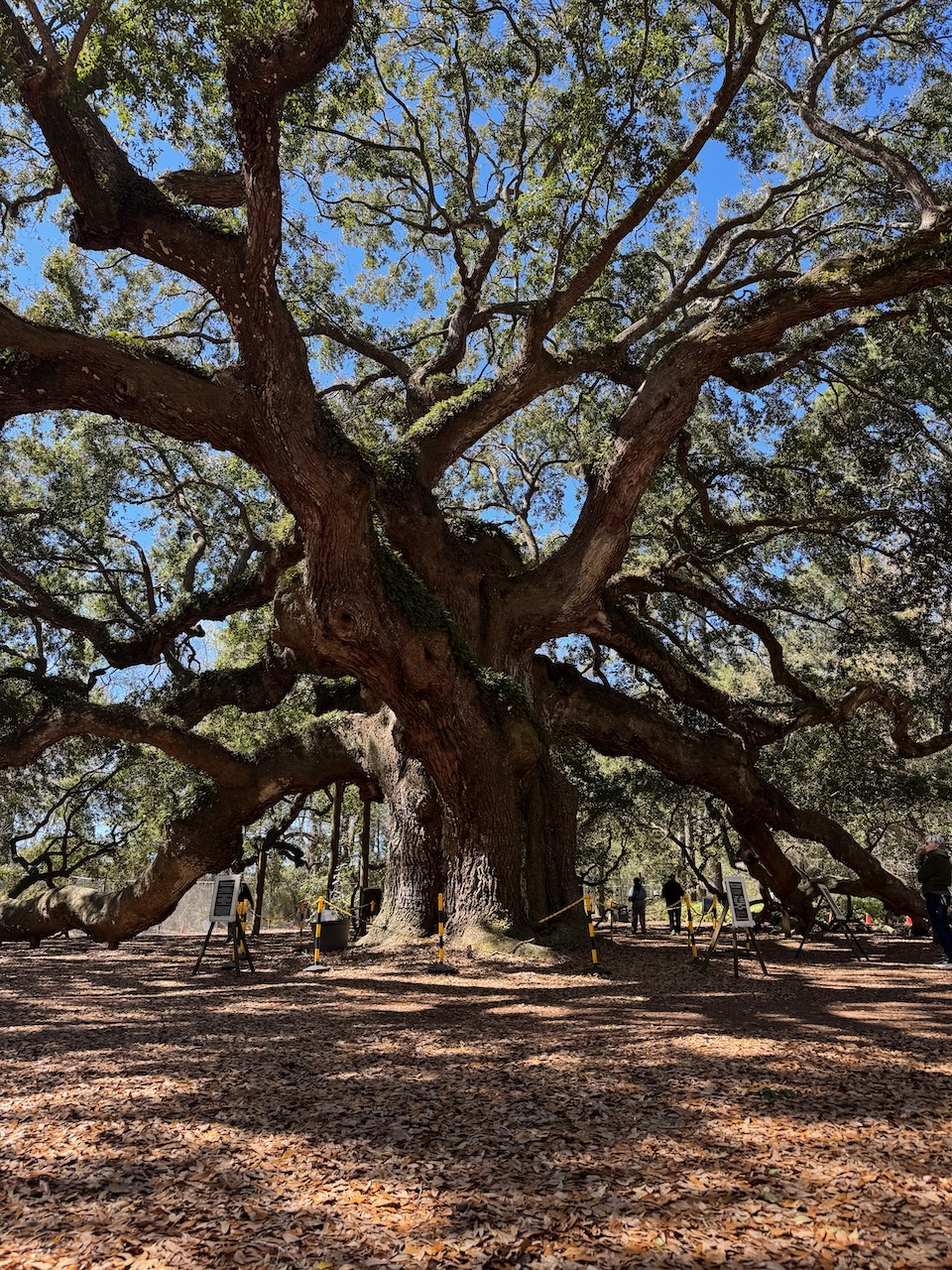 Angel Oak Tree