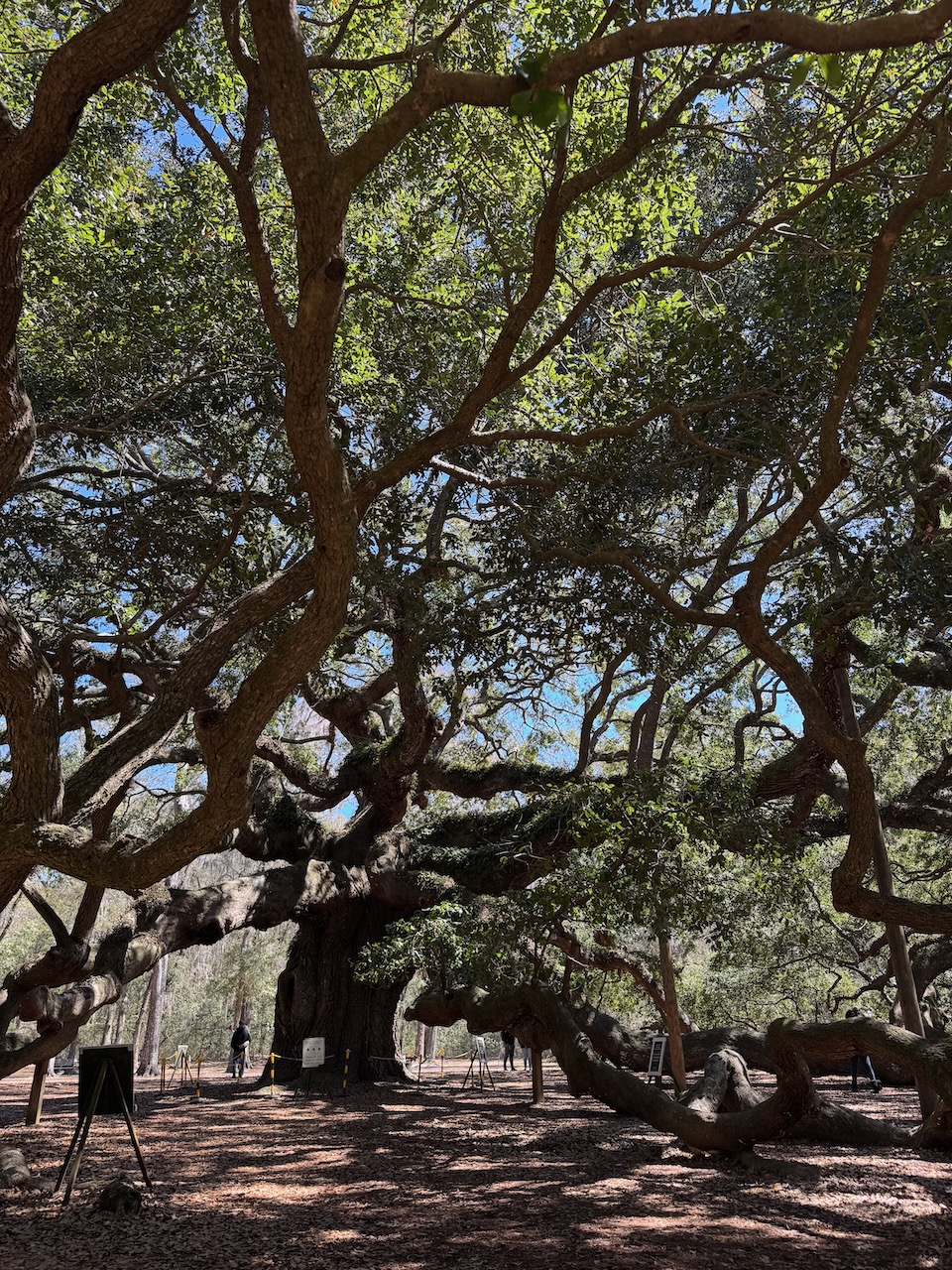 Branches of Angel Oak Tree