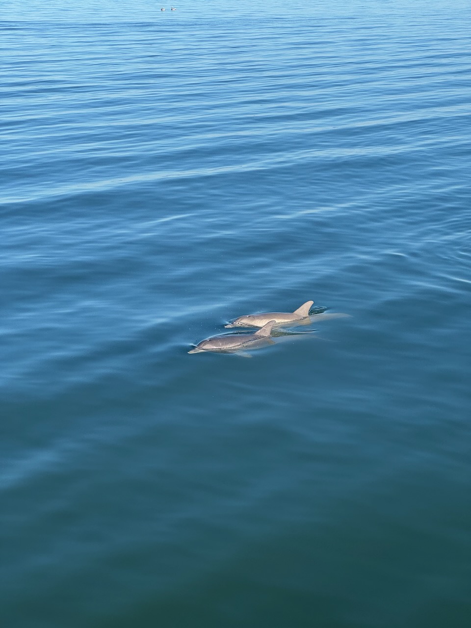 Dolphins at Waterfront Park Pier