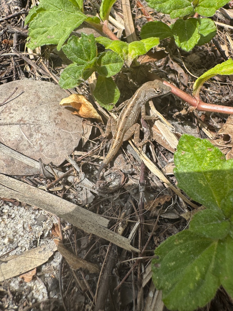 Sceptile