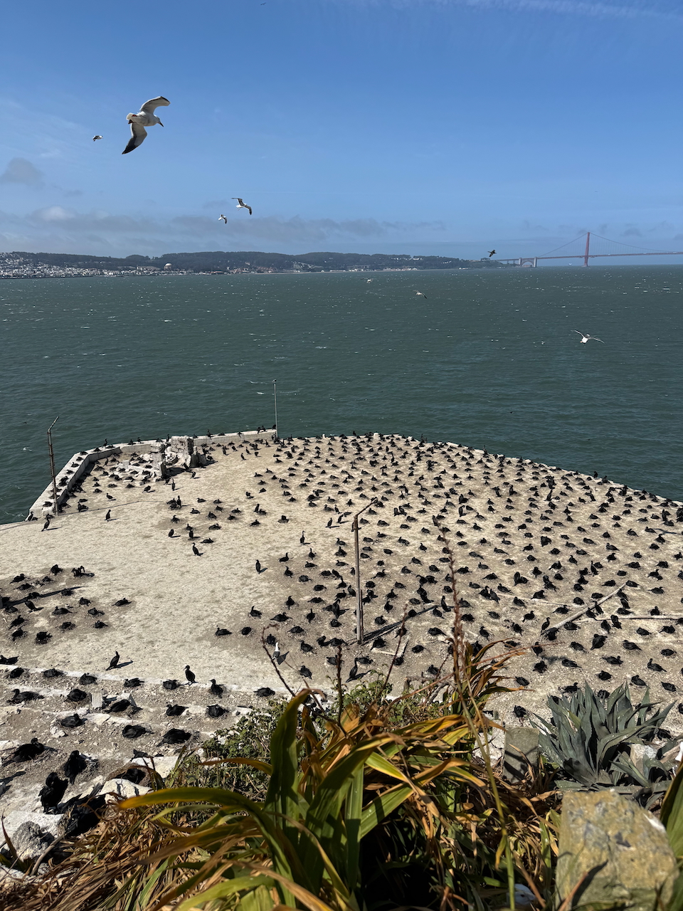 Bird Nesting Place