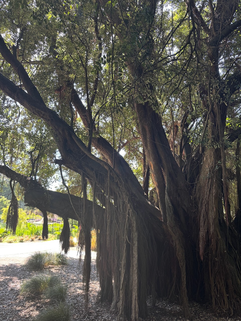 Botanic Garden (2)