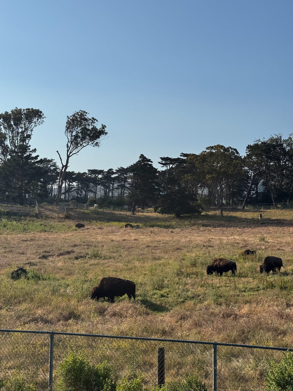 Bison Paddock