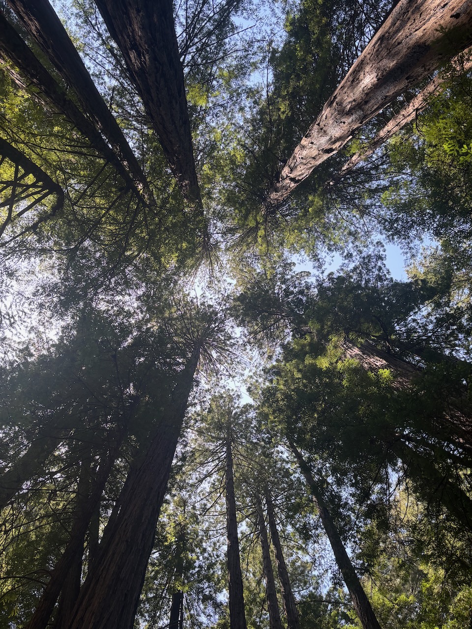 Redwood Treetop