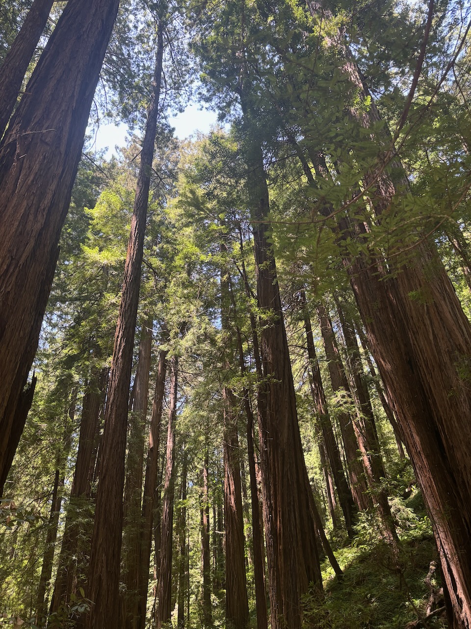 Redwood Tree Bark