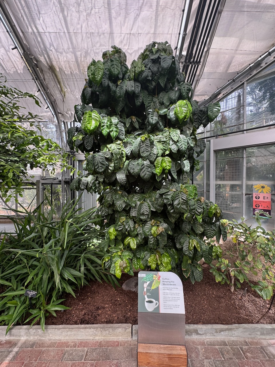 Cocoa tree