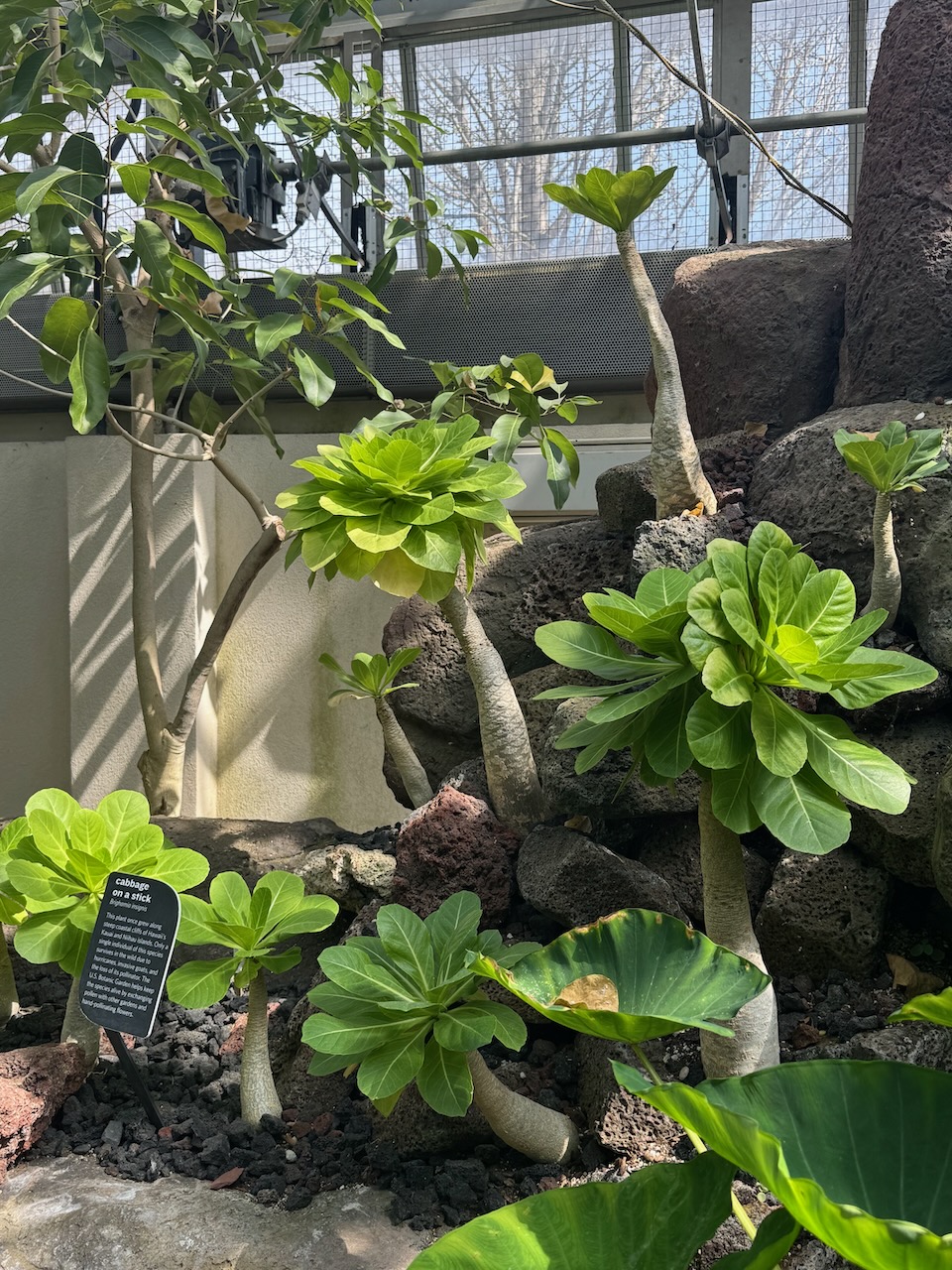 Cabbage on a stick
