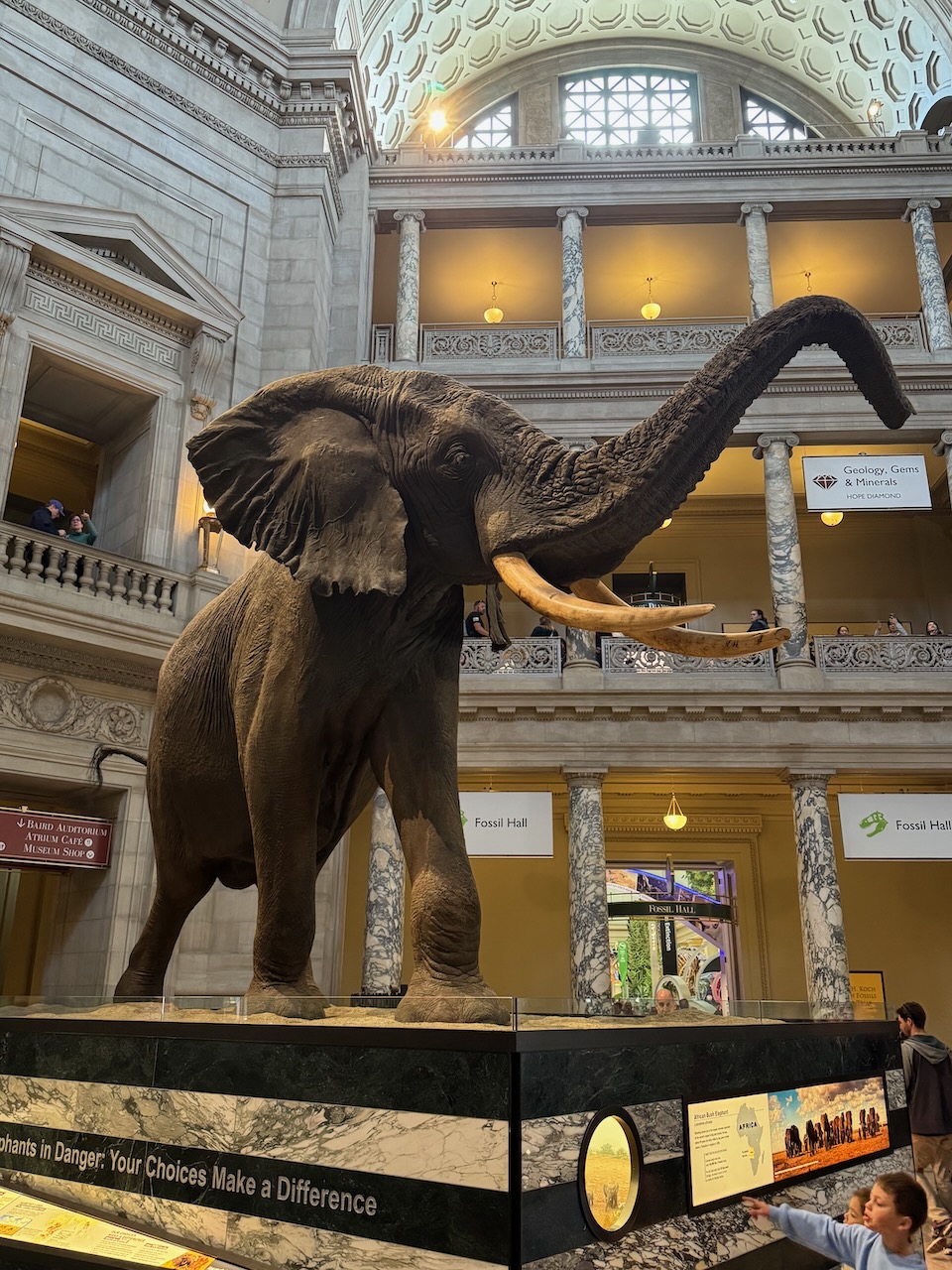 Stuffed Elephant