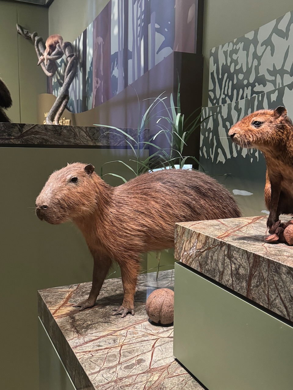 Stuffed Capybara