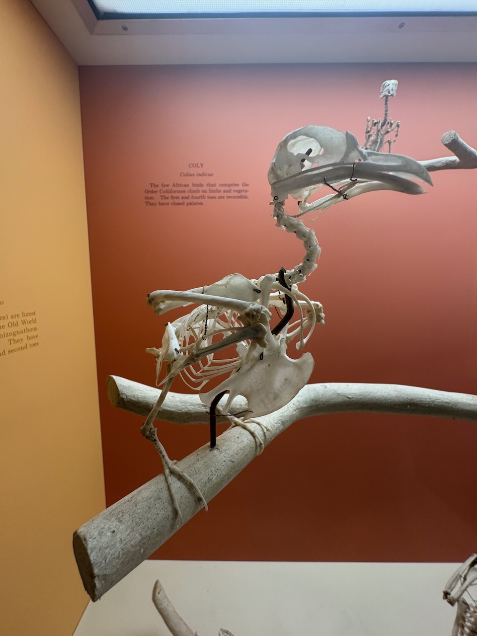 Coly Bird Skeleton